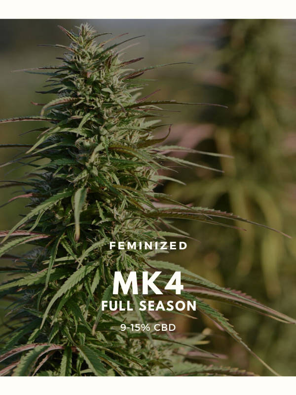 mk4-full-season-ad