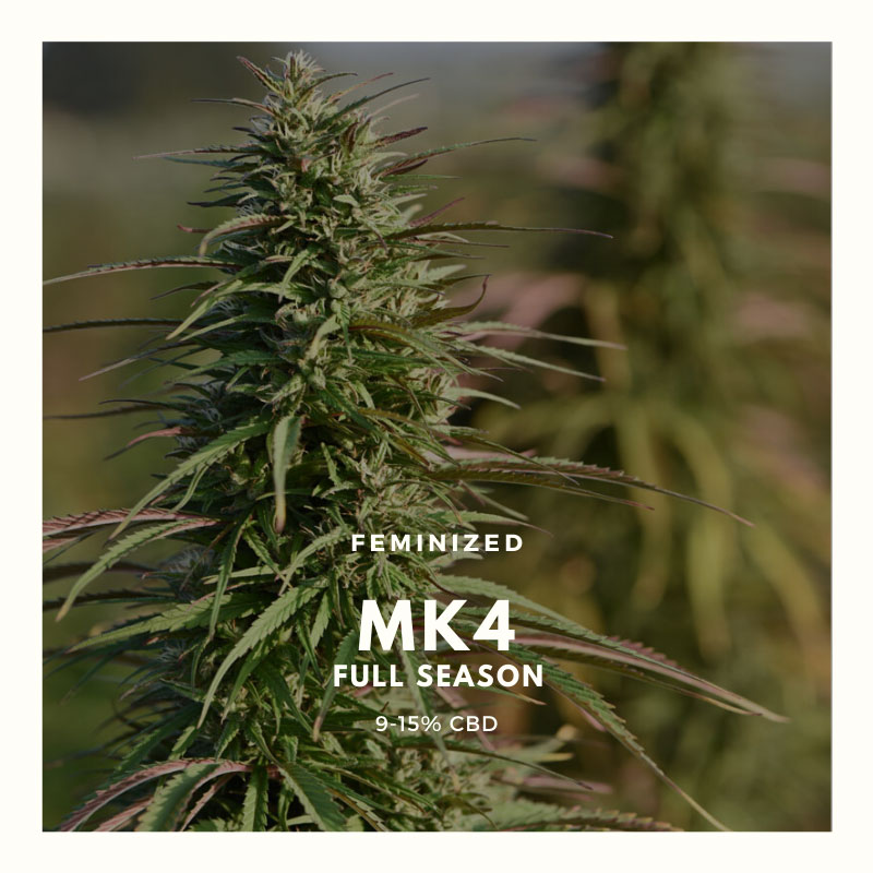 mk4-full-season-ad